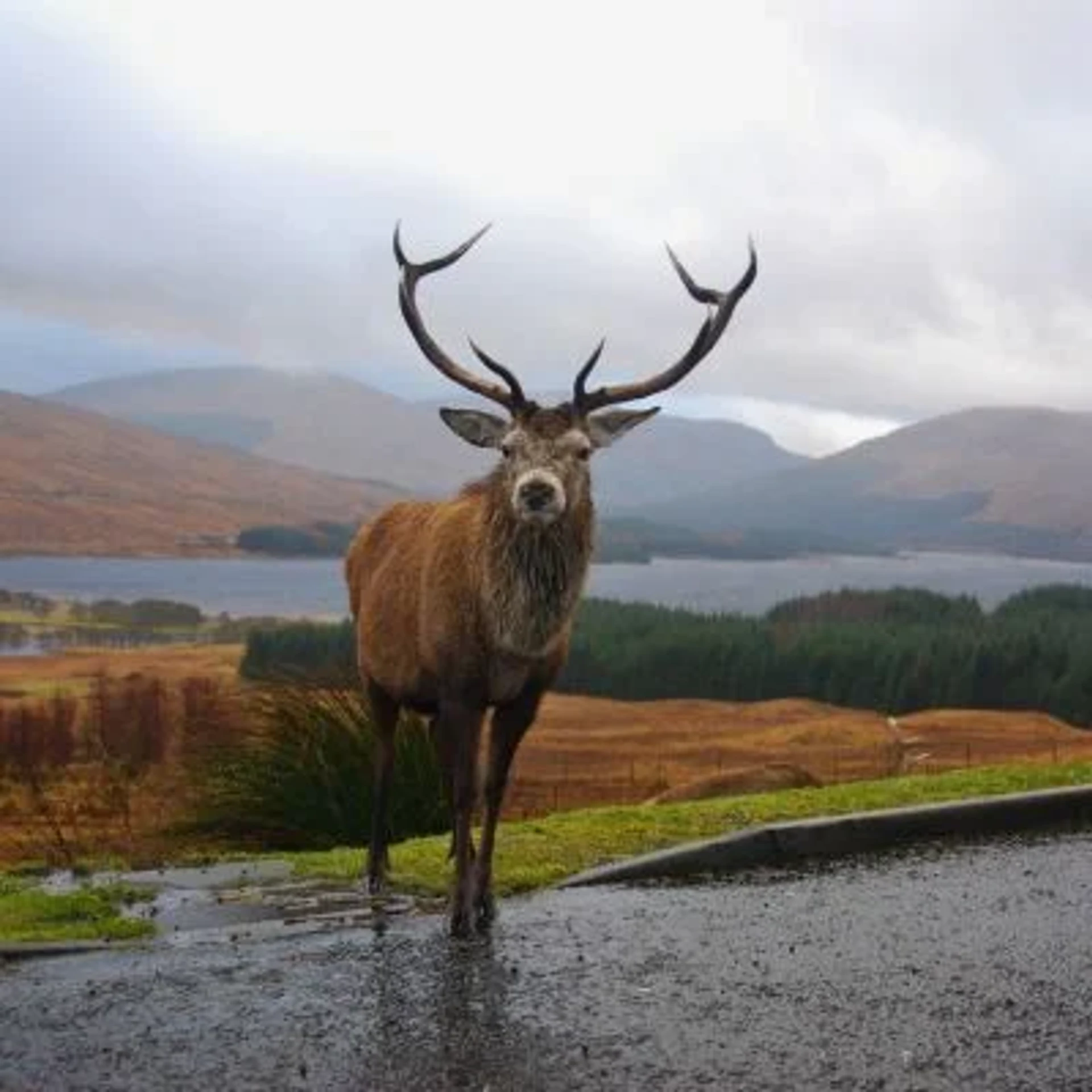 Background image - Wildlife 5050