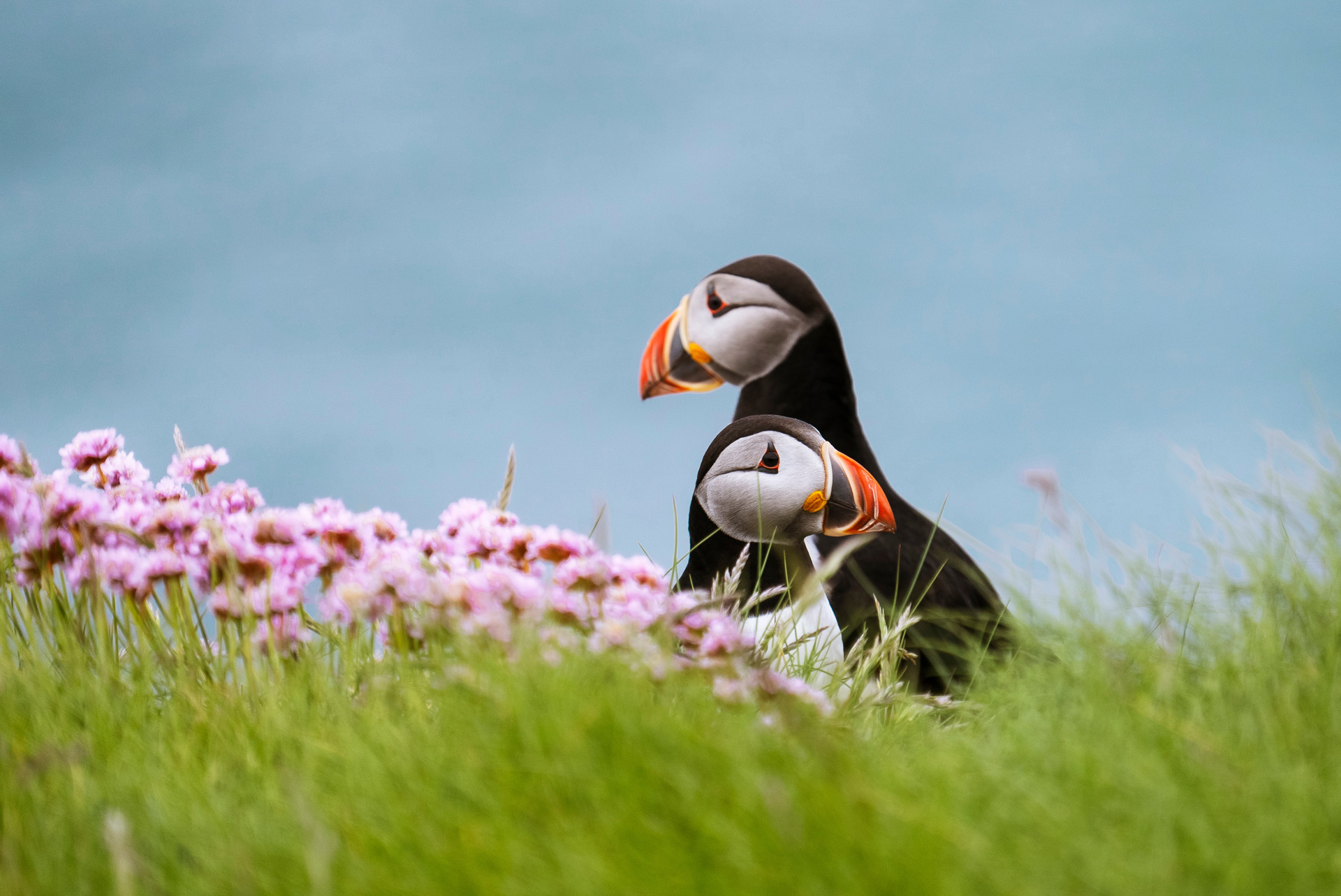Puffins